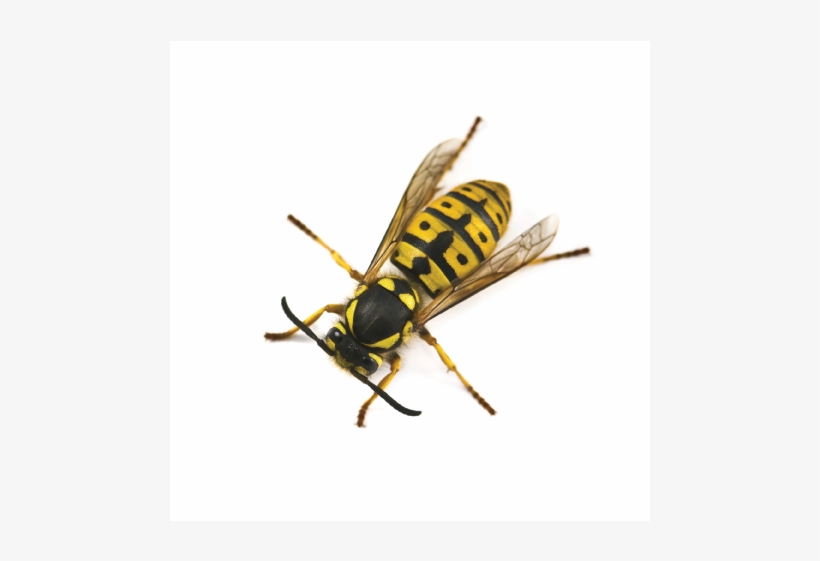 Got A Yellow Jacket Problem - Bees Upstate Ny, transparent png download