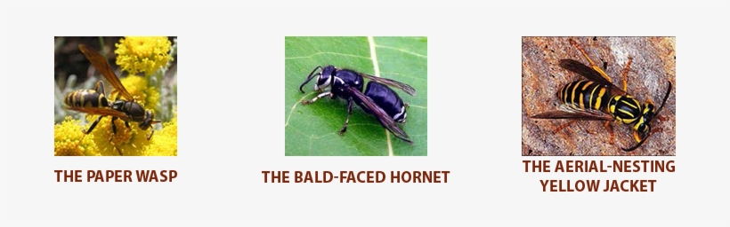 Habits And Damage - Hornet, transparent png download
