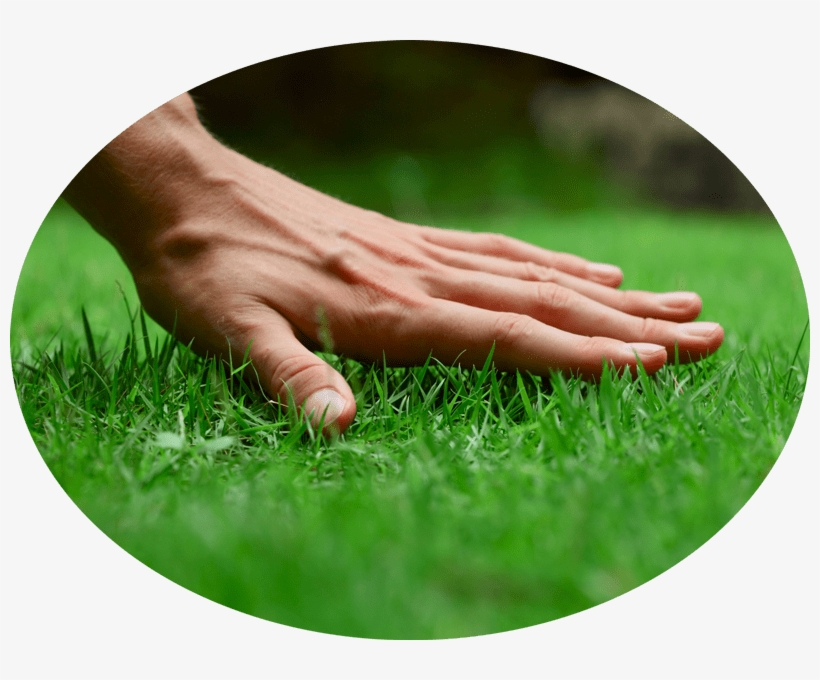 Sir Walter Dna Certified Buffalo, transparent png download