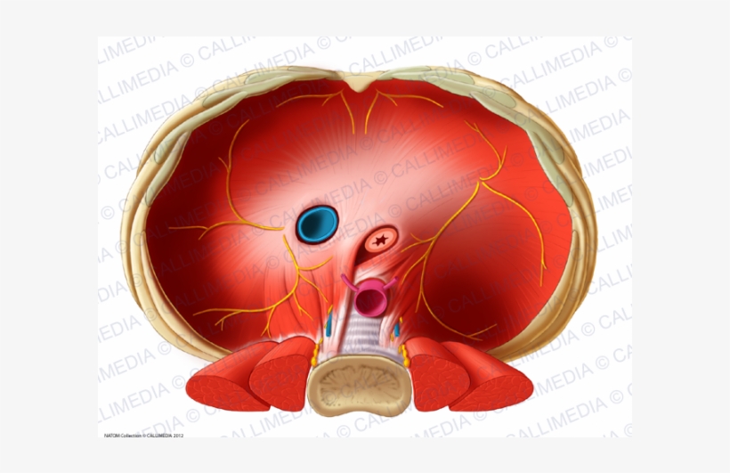 Imagen Relacionada - Veine Cave Inférieure Diaphragme, transparent png download