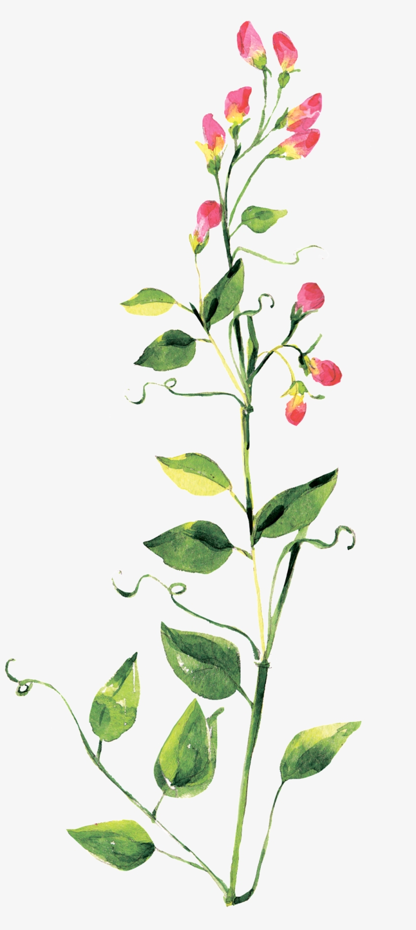 Spring Fresh Flower Transparent Decorative - Portable Network Graphics, transparent png download