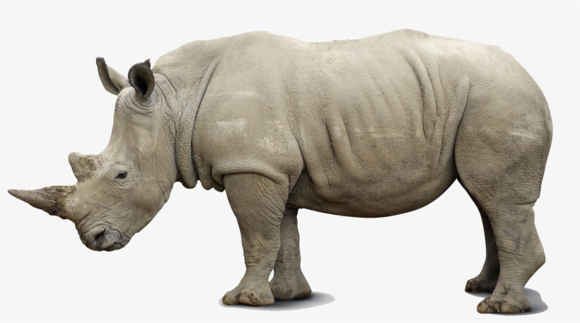 Rhino Png Pics - Rhinocerous Rhino, transparent png download