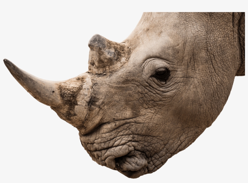 Image Transparent Png White Rhinoceros National Zoo - Rhino Head Png, transparent png download