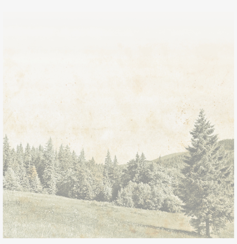 Forsthaus Falkenau Staffel 10 Dvd, transparent png download