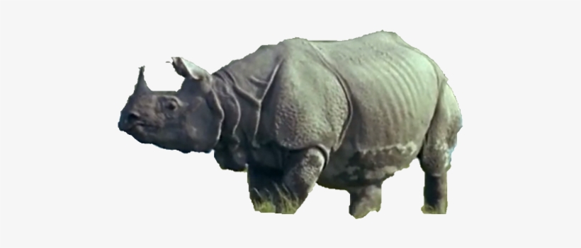 Rhinoceros, transparent png download