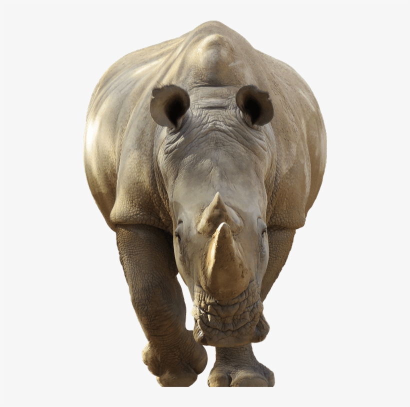Rhino Encounter - Rhino, transparent png download