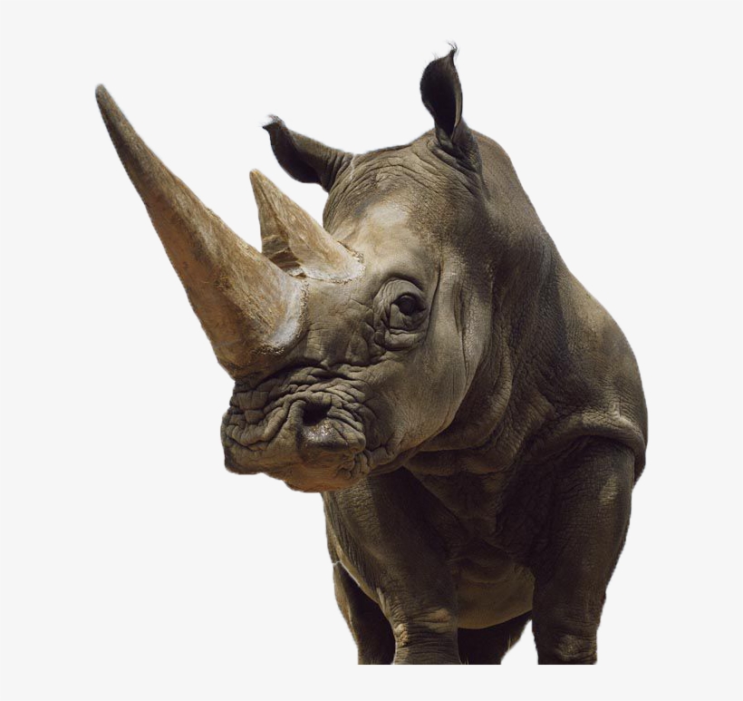 Rhinoceros Clipart Sumatran Rhino - Epson T1003 Ink Cartridge - 1-pack Magenta - 815 Pg, transparent png download
