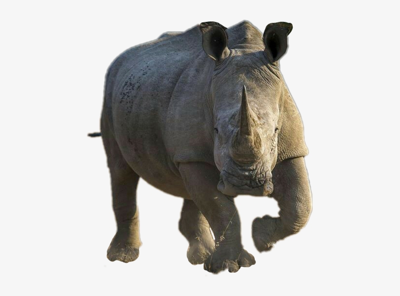 Black Rhinoceros, transparent png download