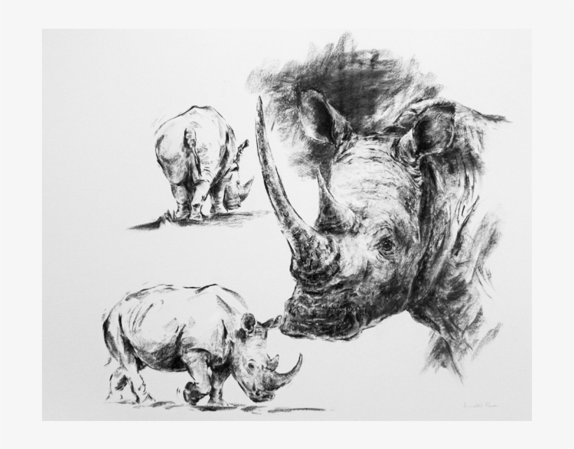Rhino Studies A2 - Sketch, transparent png download