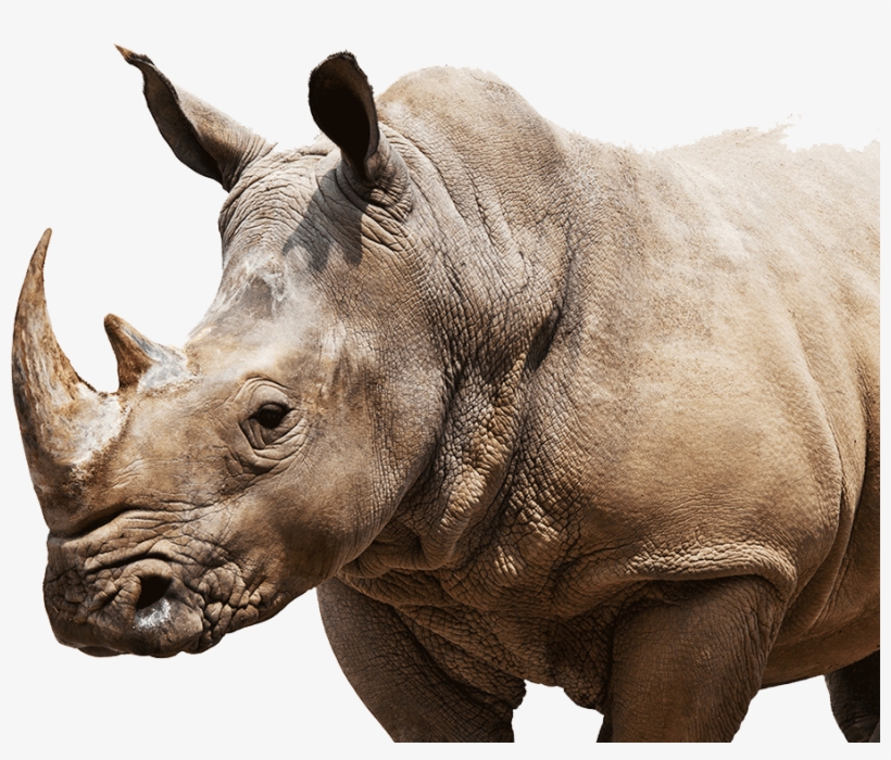 Rhino - Trippy Melt With Rhinos Rave Tank, transparent png download