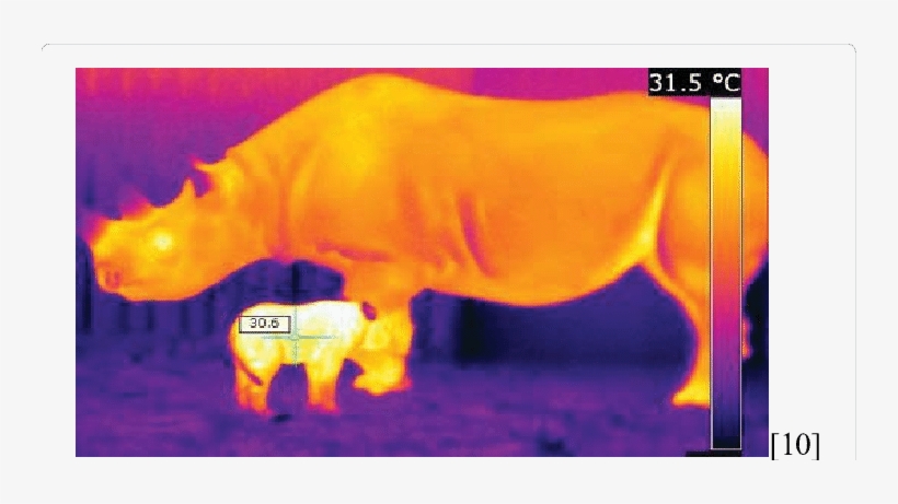 Rhino With Power - World Wide Web, transparent png download