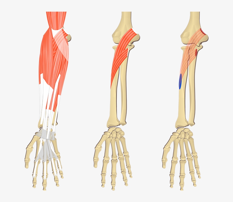 Attachments, Action & Innervation - Forearm, transparent png download