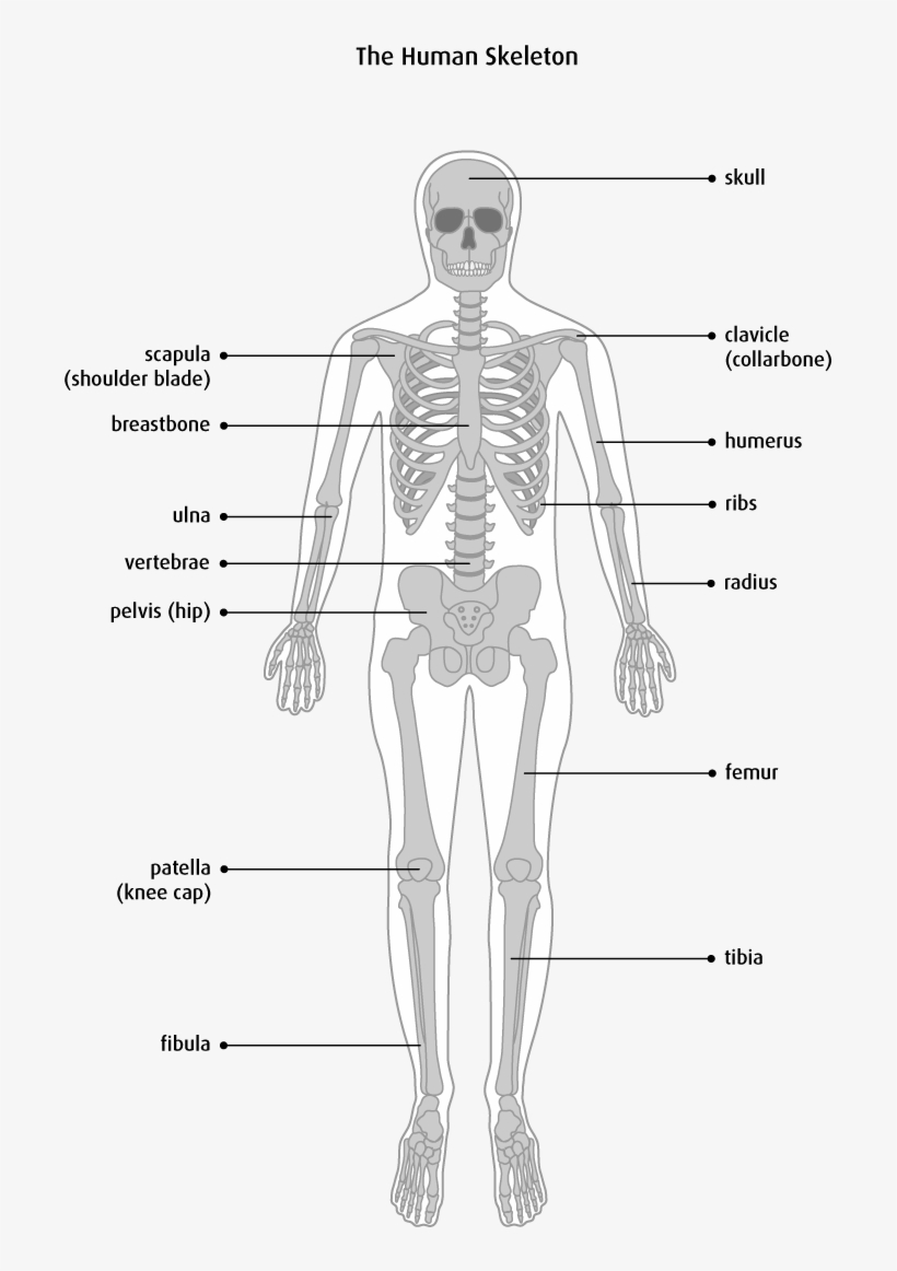 The Bones - Physiology Bones, transparent png download