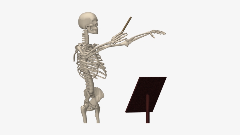 Skeleton-020 - Skeletal Songs Decomposed By Stefan Duncan, transparent png download