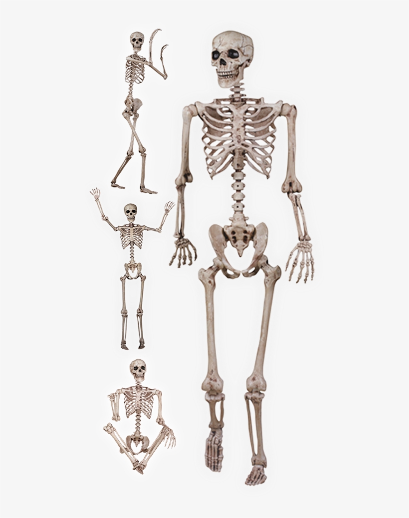 Pose N Stay Skeleton - Halloween Skeleton, transparent png download