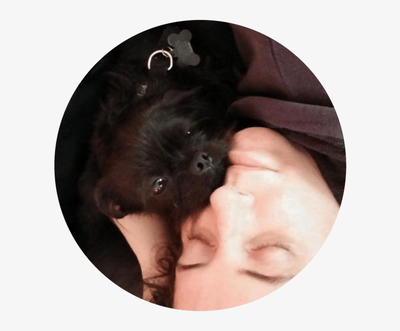 Smudge - Companion Dog, transparent png download