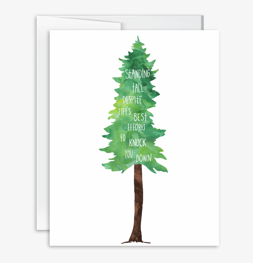 160801 Standing Tall V=1470069973 - Colorado Spruce, transparent png download
