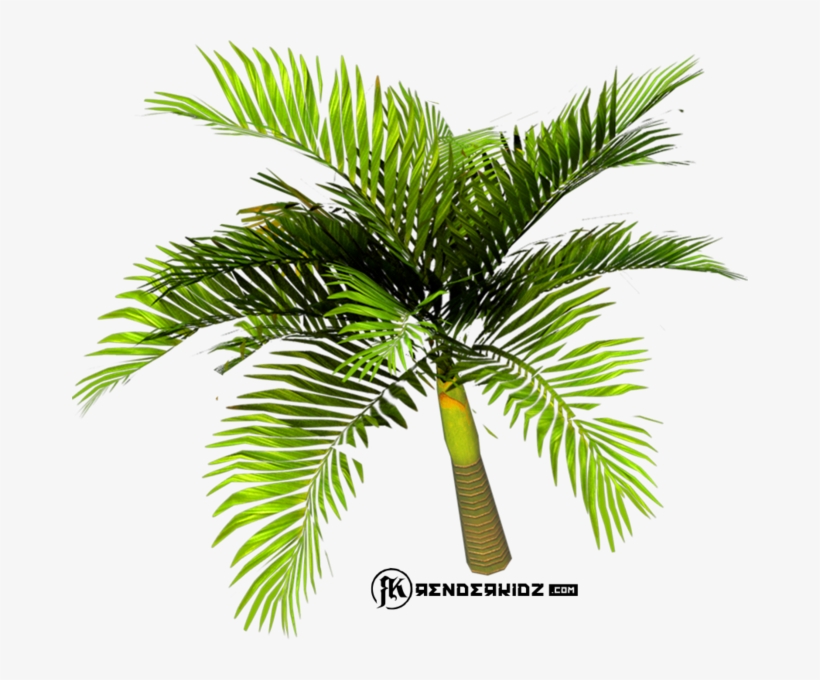 Palm Tree - Palm Trees, transparent png download