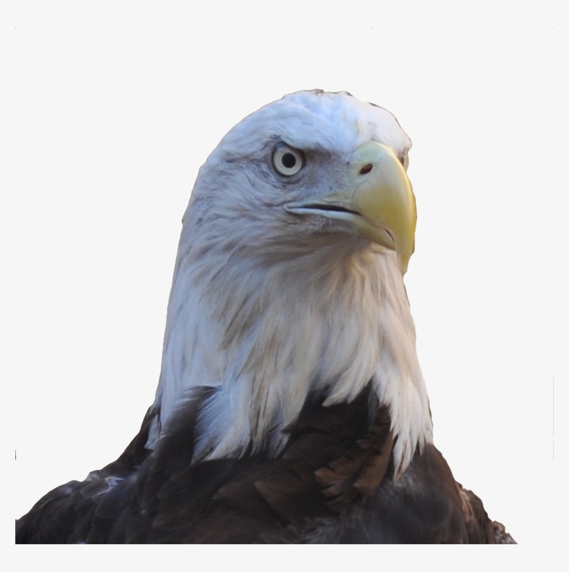 Bald Eagle Head Png Graphic Free Library - Eagle Head Transparent, transparent png download