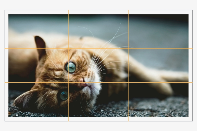 If You Subdivide Your Photo Into Thirds Both Vertically - Rule Of Thirds Photography Cat, transparent png download