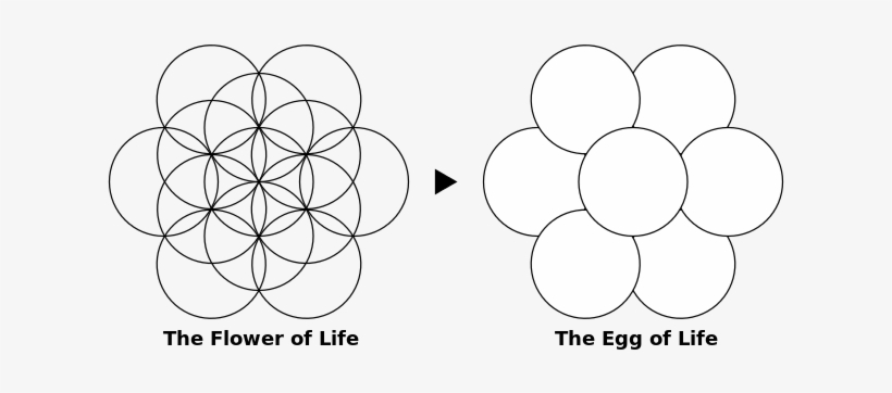 Centers With Strait Lines Ending In The Metatron's - Egg Of Life, transparent png download