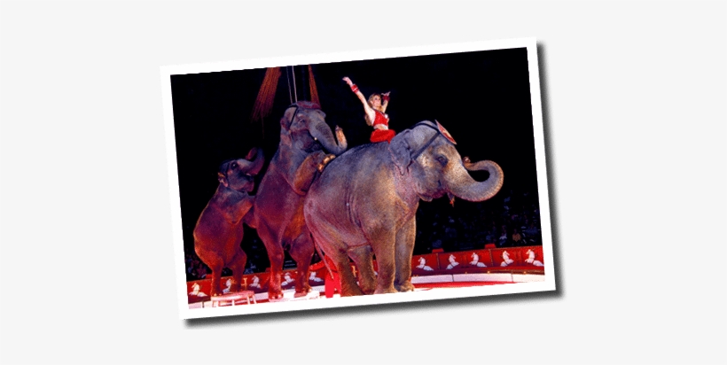 Red Elephant - Indian Elephant, transparent png download