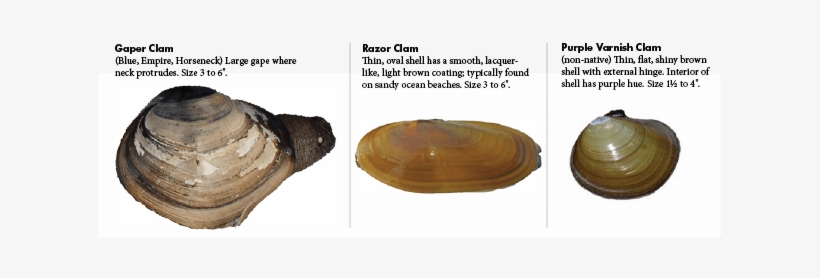 Before Harvesting Clams And Mussels For Your Safety, - Oval Clams, transparent png download