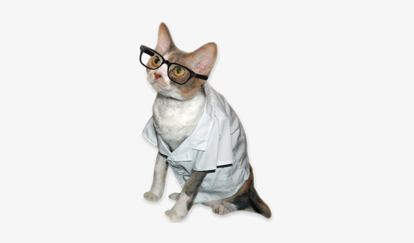 Daisy Reveals Her Halloween Costume And Treat Strategy - Cats In Costumes Png, transparent png download