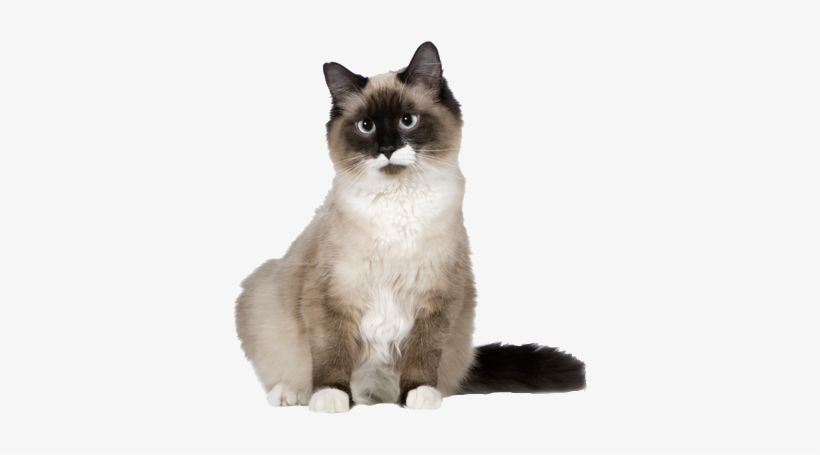 steiff birman cat