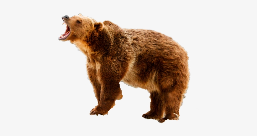 In Ihrer - Grizzly Bear, transparent png download