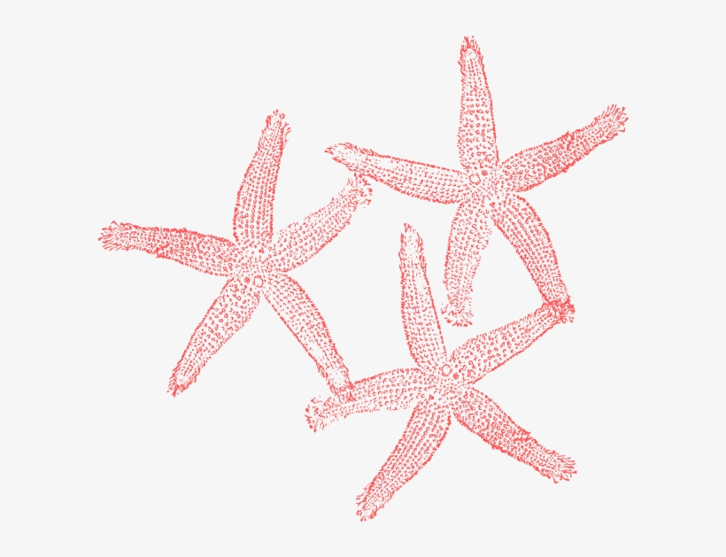 Coral Starfish Clip Art At Clker - Coral Starfish Clipart, transparent png download