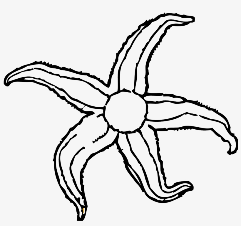 Clipart Starfish Clipart Library 257729 Star Fish Coloring - Starfish Clip Art, transparent png download
