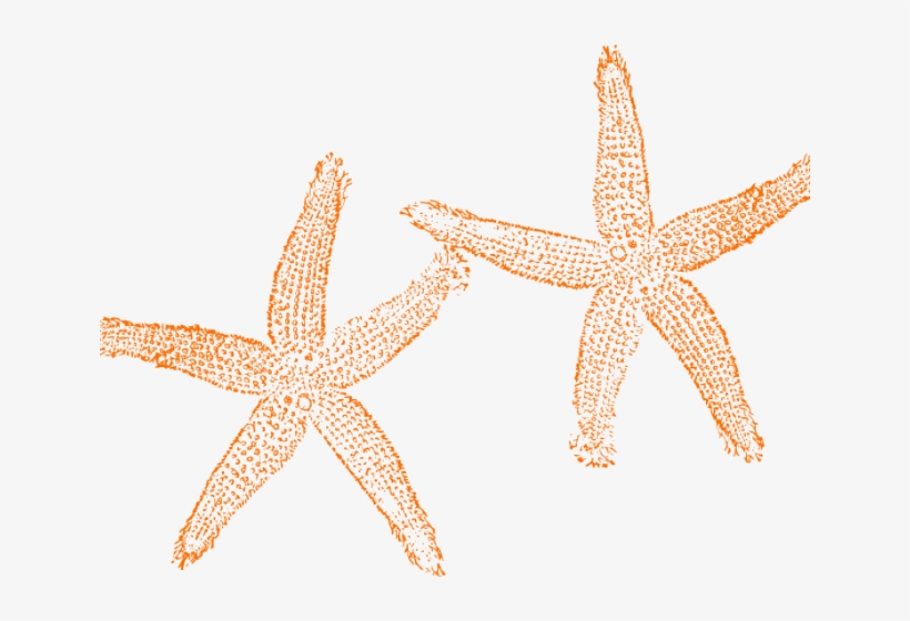 Starfish Clipart Orange Starfish - Orange Starfish Clipart, transparent png download
