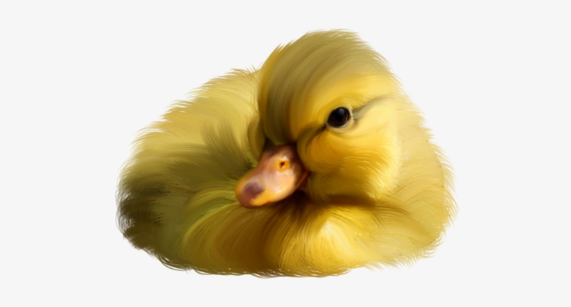 0 Dcc3d 591d5562 L - Duck, transparent png download