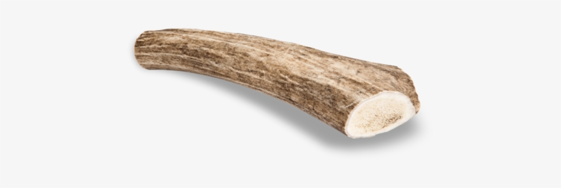 Antler Chew Deer - Deer, transparent png download