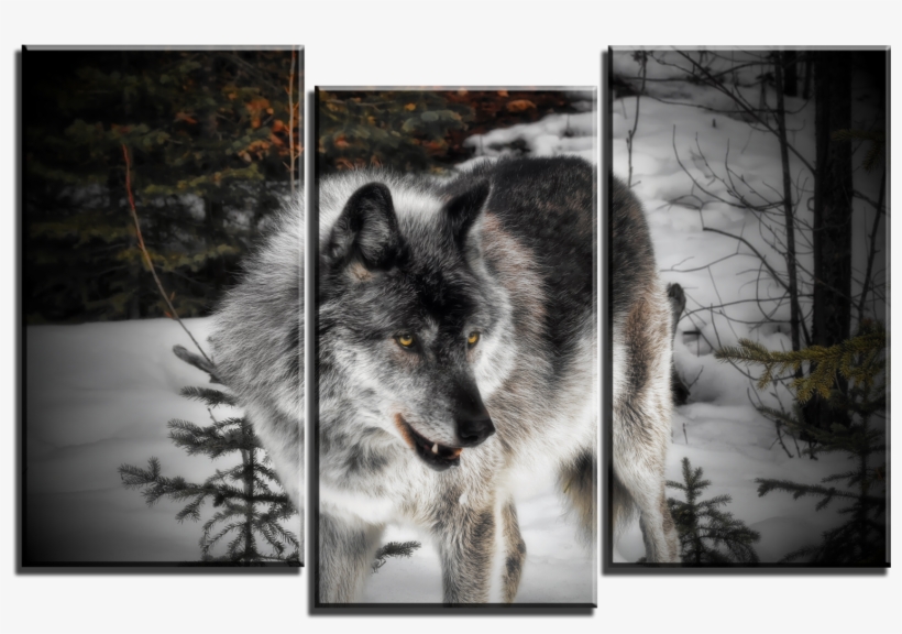 Wolf 3 Panel Canvas Print 099-01 - Joe-lynn Design, transparent png download