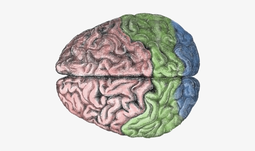 The Human Brain Is Divided Into Hemispheres And Cortexes - Brain Meditation: For True Productivity & Serenity, transparent png download
