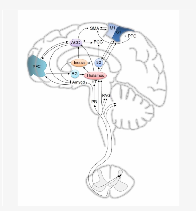Download Schematic Representation Of The Human Brain, Illustrating ...