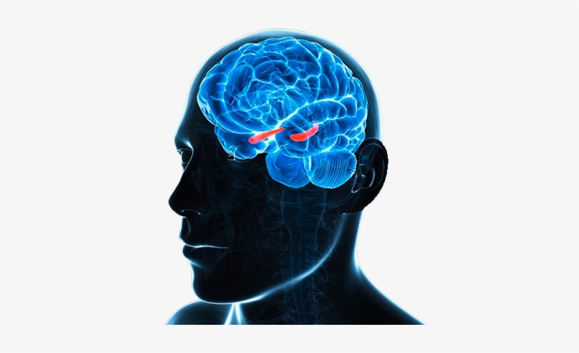 Bridging The Gap - Neurons Brain, transparent png download