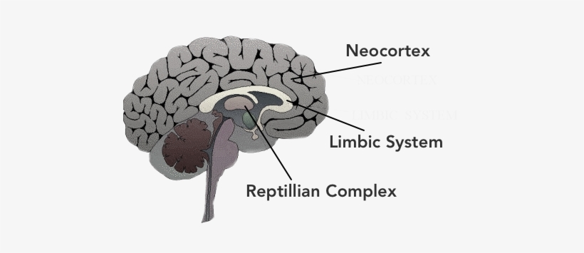 Subconscious Mind In Brain, transparent png download