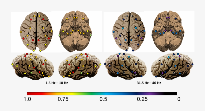 Representational Maps Of Time Independent Pd Correlations - Human, transparent png download