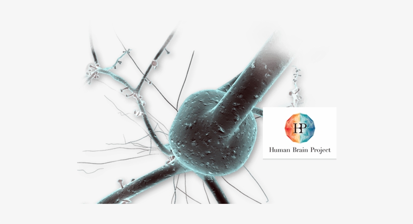 About The Human Brain Project - Human Brain Project, transparent png download