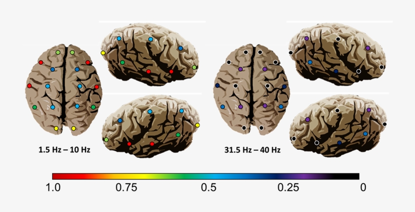 Representational Maps Of Time-independent Pd Correlations - Snack, transparent png download