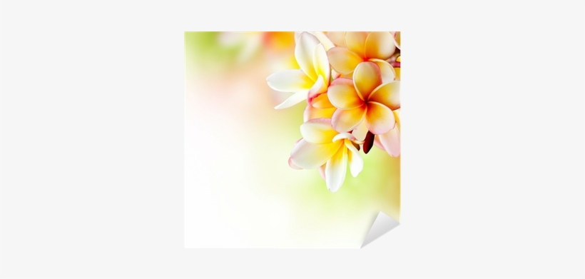 Frangipani Tropical Spa Flower - Hawaiian Jasmine Flower, transparent png download