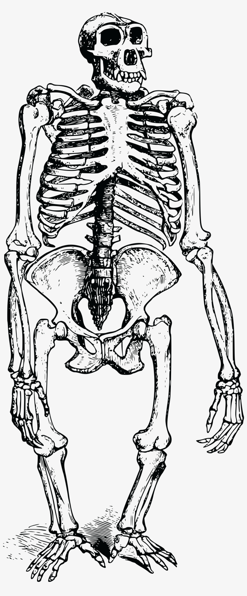 Skeleton Icons Png - Ape Skeleton, transparent png download