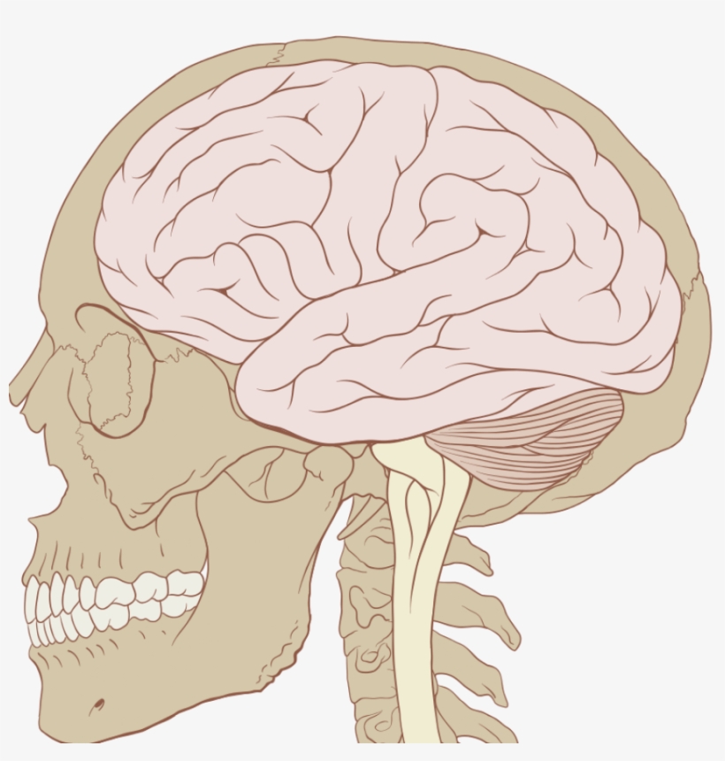 Understanding The Teenage Brain - Skull And Brain, transparent png download