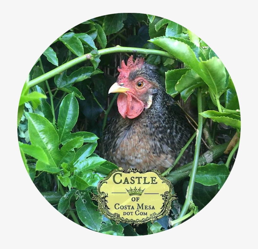 180414 Zuzu In Passiflora Vine Nest L - Vine, transparent png download