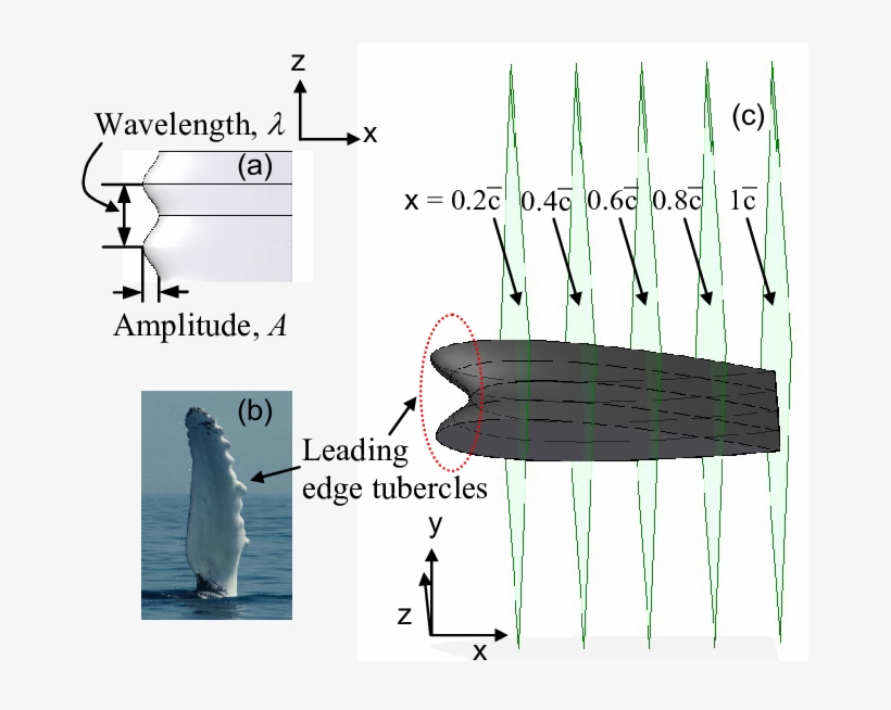 Tubercle Dimensions, (b) Humpback Whale Flipper, (c) - Tubercle Airfoil, transparent png download