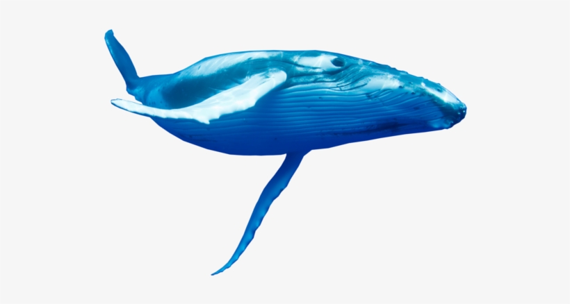 War Of The Whales Image Library Download - Migrating With The Humpback Whale, transparent png download