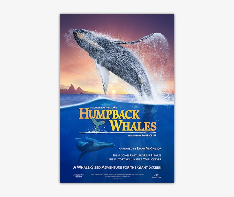 Humpback Whales Poster - Humpback Whales 2015 Dvd Cover, transparent png download